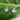 ornament-studs-orhangen-kirurgiskt-stal-guld-lotus.jpg